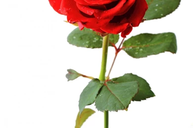 FLOWERS DRESSED IN WHITE On Pinterest