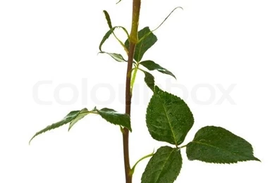 Single Scarlet Rose On A White Backgrounds