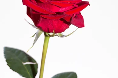 Red Rose On White Backgrounds Free Stock Photo HD   Public Domain ...