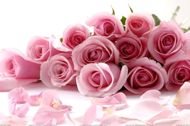 Pink Roses On White Backgrounds Closeup Wallpapers