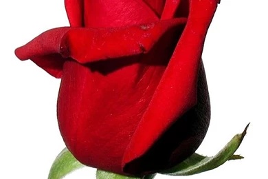File:Rose Red On White Background.jpg   Wikimedia Commons