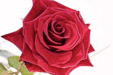 Download Wallpapers 2048x2048 Rose, Flower, White Background, Close ...