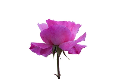 Rose Over White Backgrounds Photograph By Goyo Ambrosio