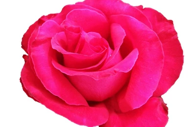 Images Of Pink Roses On White Backgrounds