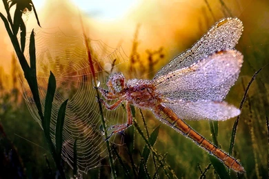 202 Dragonfly HD Wallpapers