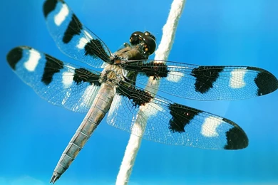 Desktop Wallpapers · Gallery · Nature · Widow Skimmer Dragonfly ...