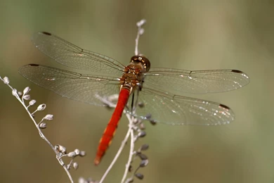 19+ Best HD Free Dragonfly Wallpapers