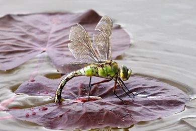 Dragonfly HD Wallpapers   Android Apps On Google Play