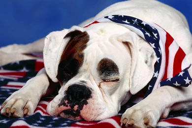 American Bulldog Wallpapers   HD Wallpaper Backgrounds Of Your Choice
