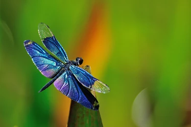 Dragonfly Backgrounds   Wallpapers Cave