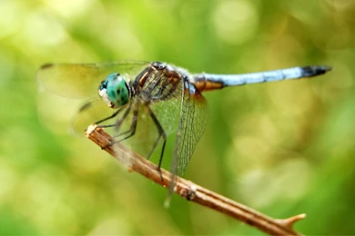 Dragonfly Wallpapers   Animals Town
