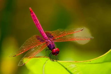 Download Free Modern Dragonfly The Wallpapers 420x263