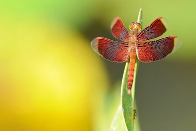 Download Free Modern Dragonfly The Wallpapers 1920x1200