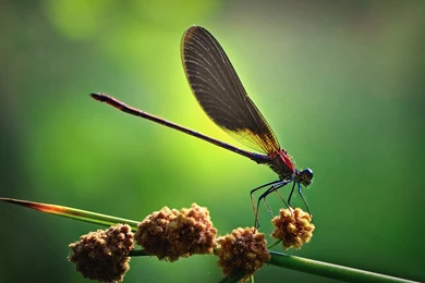 Dragonfly Wallpapers » WallDevil   Best Free HD Desktop And Mobile ...