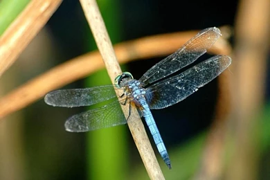 Dragonfly Live HD Wallpapers Download   Dragonfly Live HD ...