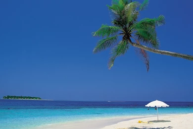 Palm Tree On Caribbean Shore, Umbrella, Sand, Sea, Island, Sky ...