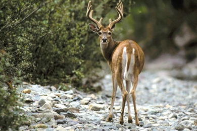 Whitetail Deer Wallpapers