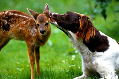 Whitetail Deer Wallpapers