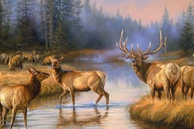 Deer Wallpapers Page 33: Shh Stay Won Doe Buck Deer Fawn Nature ...