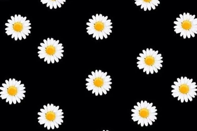 Navy Blue Backgrounds White Daisies Print