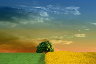 Unique Image Collection (40+)