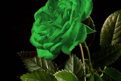 Unique Green Rose Wallpapers, Rose Flower Images, Rose Pictures ...