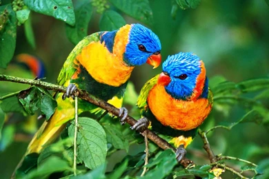 Unique Birds Wallpapers