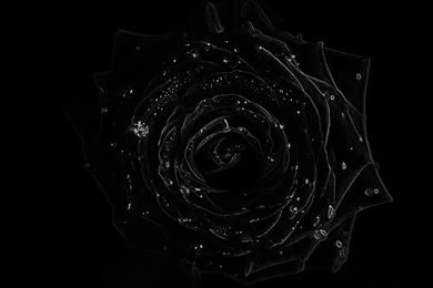 4K (ULTRA HD, UHD) / 3840x2160 / Black Rose Wallpapers And Desktop ...