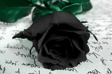 Black Rose Wallpapers hd for Desktop