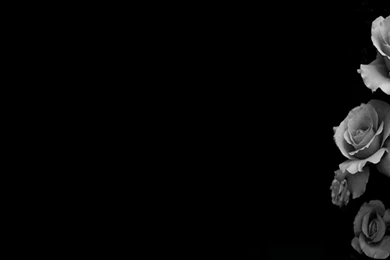 Black Roses Backgrounds   Wallpapers Cave