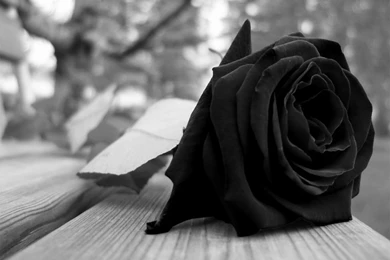 Black Rose Backgrounds → Flowers Gallery