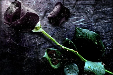 Single Black Rose HD Picture