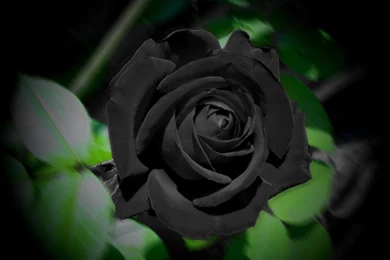 Pink Rose Red Tulip 125   Flowers HD Desktop Wallpapers