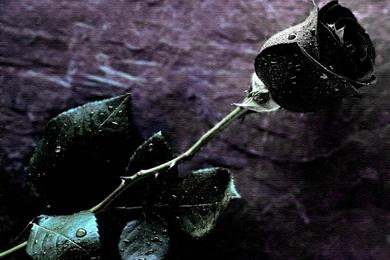 Black Rose Single Wallpapers   Wallpapers Z