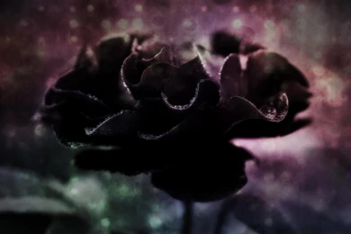 Black Rose   (