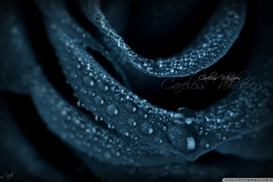 Flower : Black Rose In The Water Free Download HD, Black Rose ...