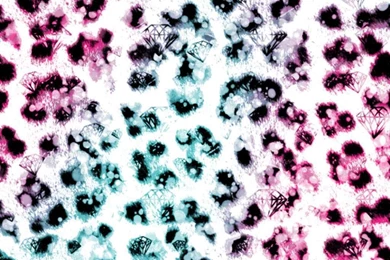 HD Cheetah Print Wallpapers   Wallpapers Zone