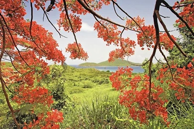 Flamboyan Tree, Puerto Rico Free Desktop Backgrounds And Wallpapers