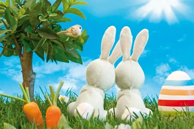 Rabbit Animal Cartoon Wallpapers Desktop Mobile
