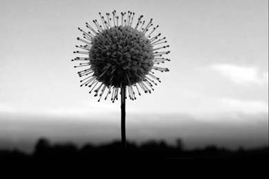 Black And White Abstract HD Wallpapers