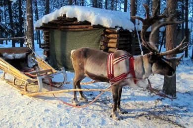 Wallpaper: Reindeer, Animal, Winter, White Snow, Cabin, Forest ...