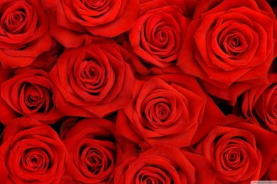 Roses Batch HD Desktop Wallpapers : High Definition : Fullscreen ...