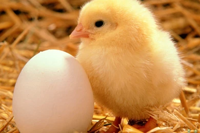 Chick With Egg Amazing HD Wallpapers – HD Wallpapers Free Download
