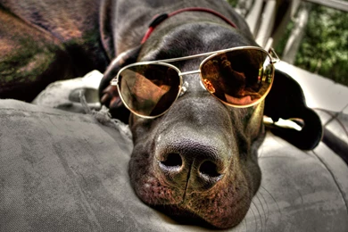 Cool Dog Funny Animal (id: 121809) – BUZZERG