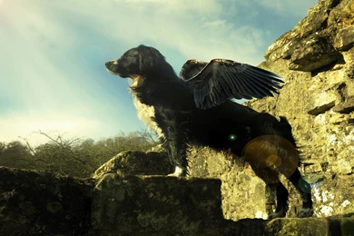 Cool Dog With Wings Design Wallpaper Backgrounds