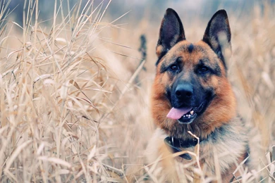 Dog Wallpapers Collection (40+)