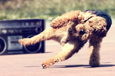 Dog Wallpaper, Cool Dogs, Amazing Dogs, Cute Dog Images, Desktop ...