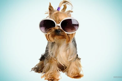 Cool Dog Backgrounds   Wallpapers Cave