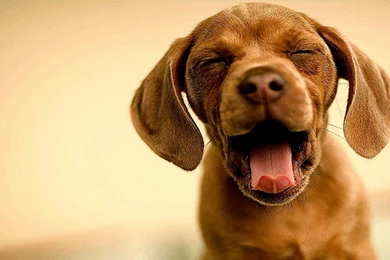 Cute Animals Yawning Cool Wallpapers