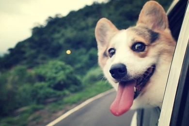 Dogs: Friday Cool Funny Photo Dog Humor Wallpaper Backgrounds Free ...